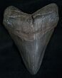 Nicely Shaped Black Megalodon Tooth #5544-1